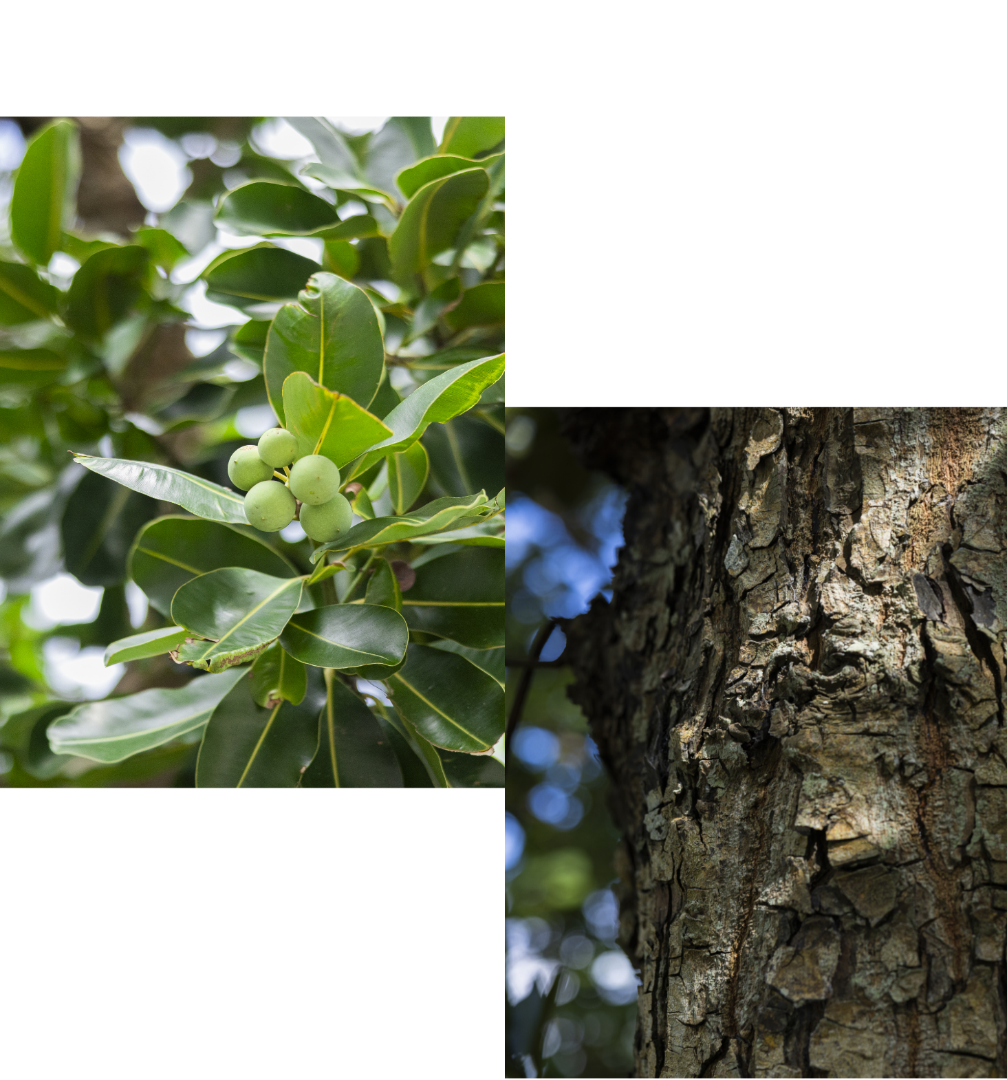 ヤラブイメージ