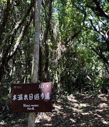 木漏れ日遊歩道イメージ