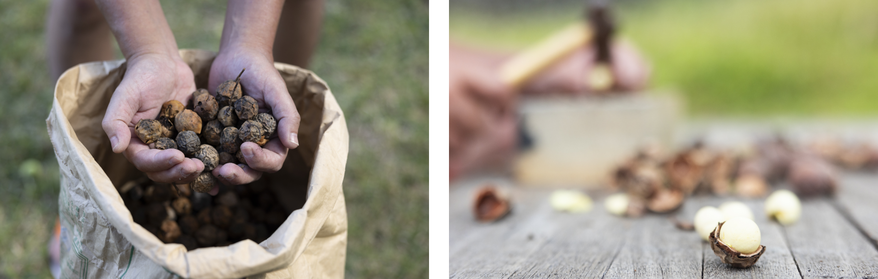 黒島産ヤラブの種子イメージ