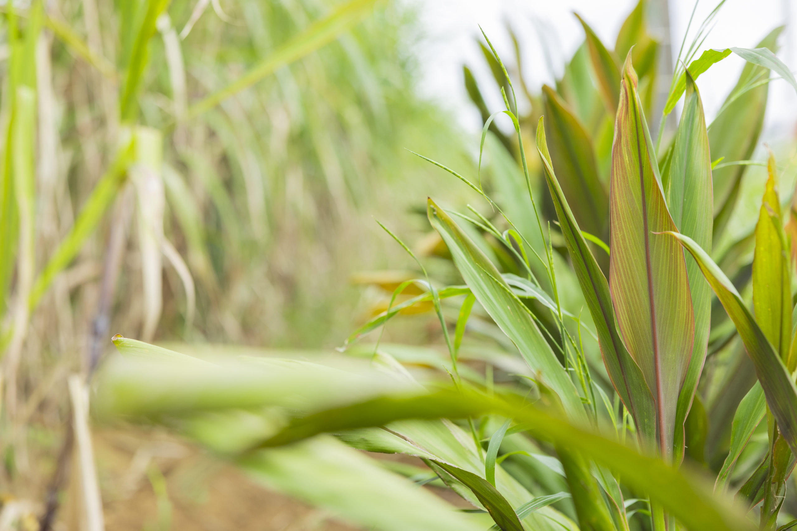 石垣島・月桃のグリーンベルト