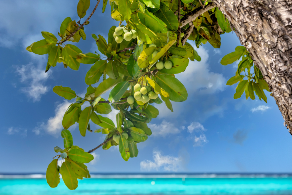 沖縄産タマヌオイル