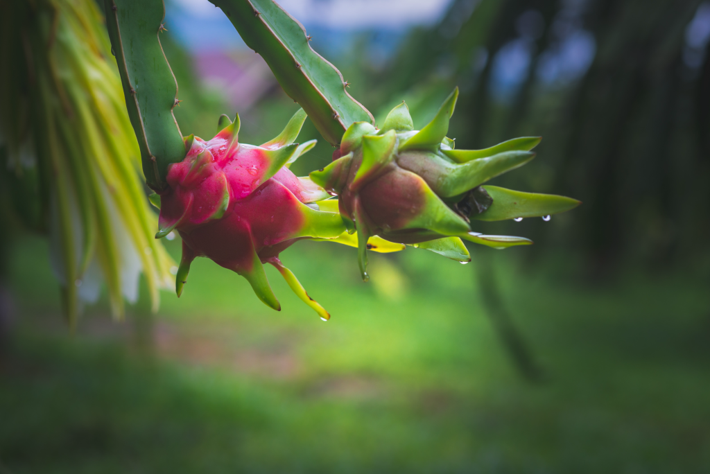 Honuasurfriderドラゴンフルーツシャンプーバー