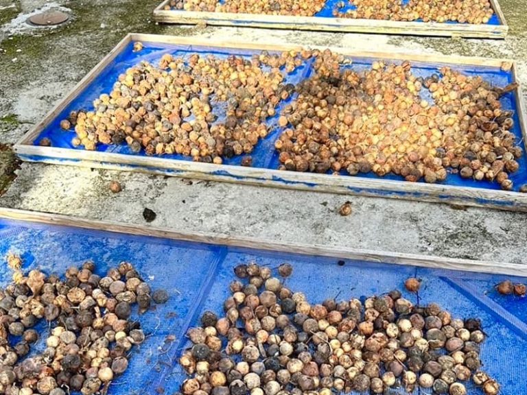 Honua Surfrider特注ヤラブの殻割機黒島で活躍中！